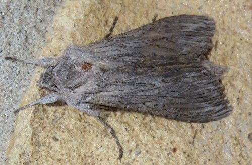 Asteroscopus sphinx? No, Cucullia cfr. calendulae